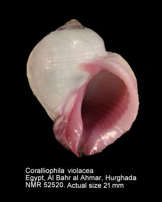 Coralliophila violacea.jpg - Coralliophila violacea(Kiener,1836)